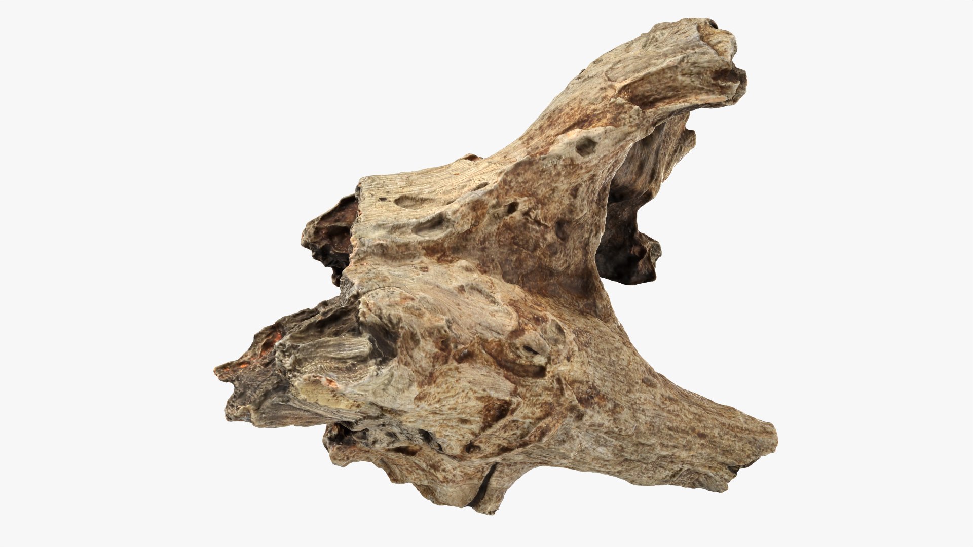 3D Tree Trunk Piece 11 https://p.turbosquid.com/ts-thumb/Ez/gHlx9o/JI/treetrunkpc11_0007/png/1766080277/1920x1080/fit_q87/c29a4e6ab54a176392ea481d2dfb8322273c85cf/treetrunkpc11_0007.jpg