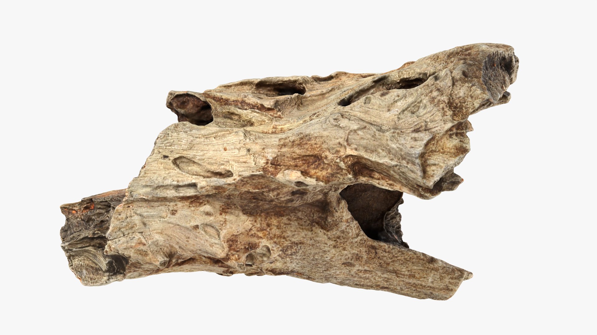 3D Tree Trunk Piece 11 https://p.turbosquid.com/ts-thumb/Ez/gHlx9o/ii/treetrunkpc11_0006/png/1766080271/1920x1080/fit_q87/c72803617add1a507fe94b536bd38993a26bfd87/treetrunkpc11_0006.jpg