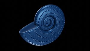 3D Discocone Conch Spines model