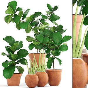 3D plant ficus trees model
