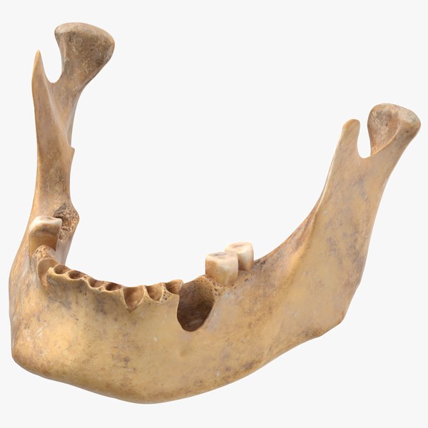 human jawbone mandible 02 model