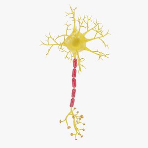3D Neuron 2