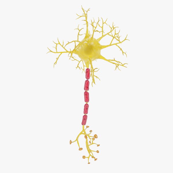 3D Neuron 2