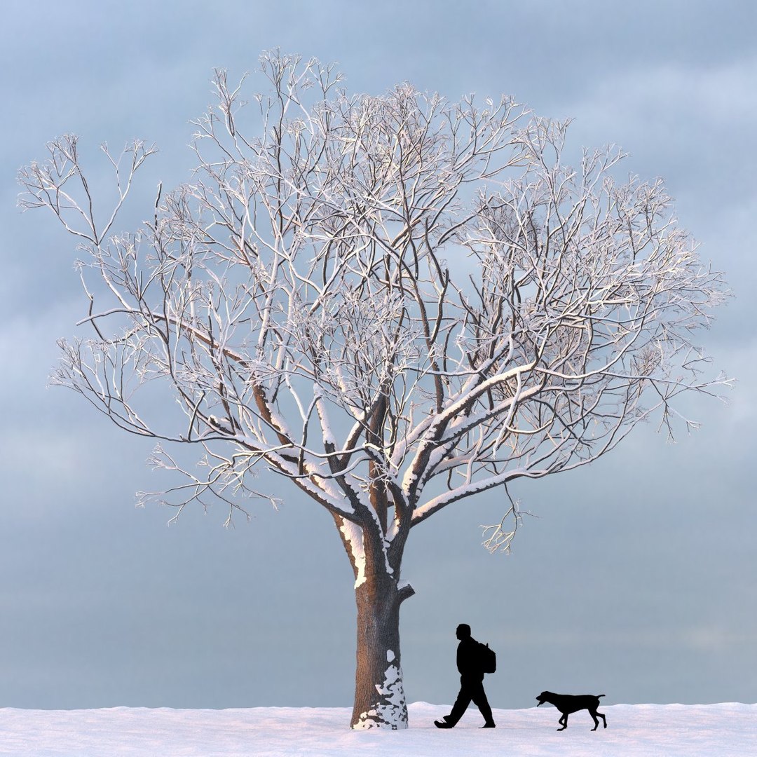 3d Winter Trees Model