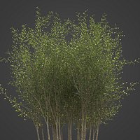 2021 PBR Grey Willow Collection - Salix Cinerea