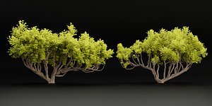 3D model Australian trees collection vol 29-Blender