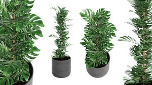 3D Indoor Plant 01
