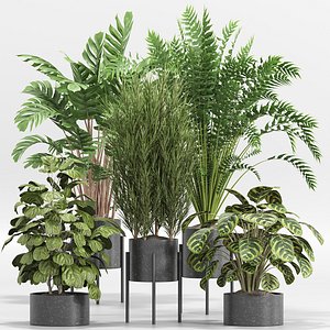 indoor Plant Set 014