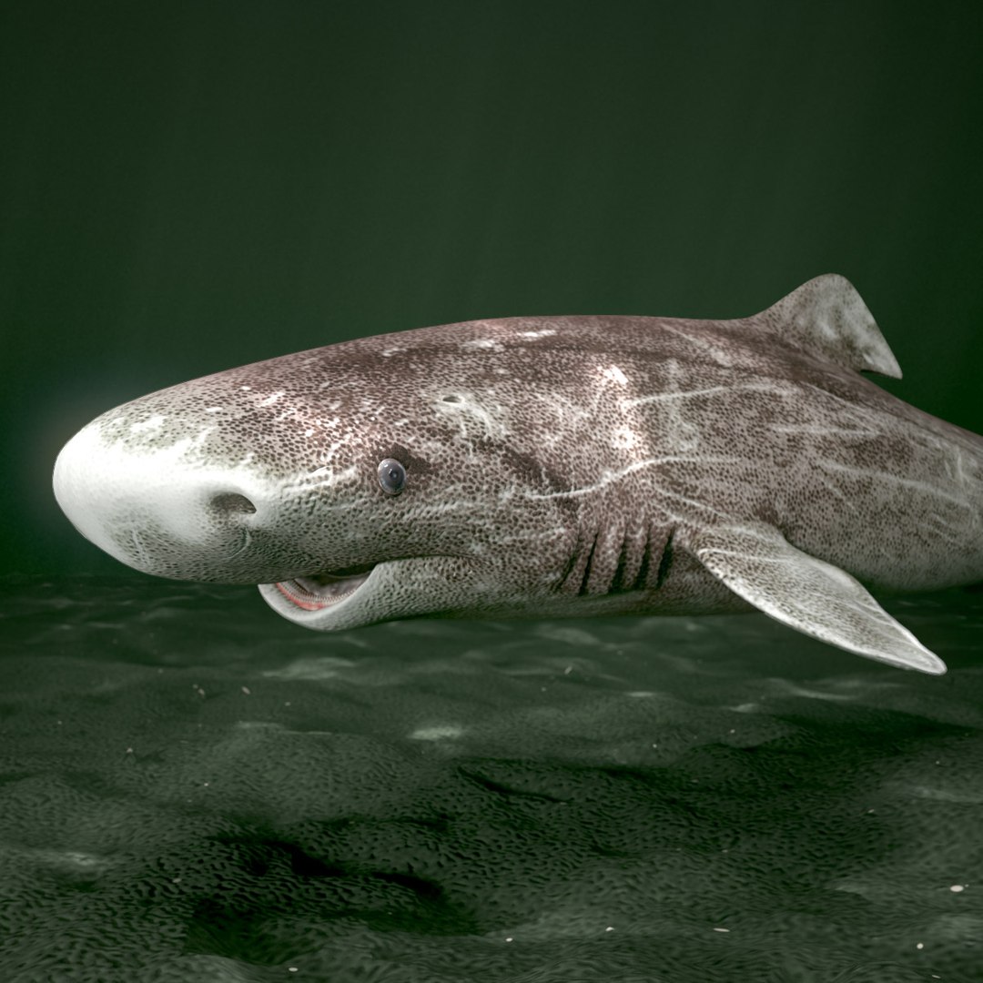 3d animation greenland shark https://p.turbosquid.com/ts-thumb/F0/tUtaMK/f2Ofcbys/gs_thumb_000/jpg/1405493062/1920x1080/fit_q87/f7c92f67044d1bdda451194faeb27cc3b087507e/gs_thumb_000.jpg