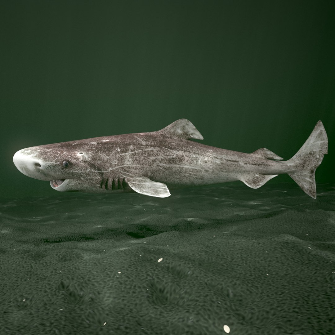 3d animation greenland shark https://p.turbosquid.com/ts-thumb/F0/tUtaMK/uf0WBgM9/gs_thumb_001/jpg/1405490076/1920x1080/fit_q87/f4d11f1918ee8267eb2ddd062f28f20ba7500393/gs_thumb_001.jpg