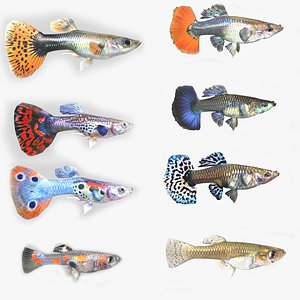 3D model Guppy Fish Collection