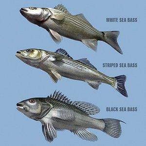 max sea bass family