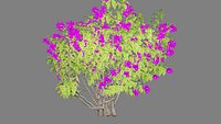 Bougainvillea Flowering Shrub 3D Model