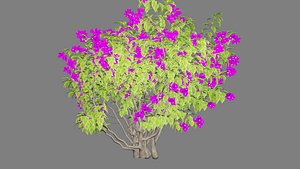 Bougainvillea Flowering Shrub with Dense Blossom Foliage for Garden Landscape 3D Model