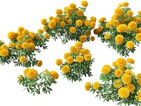 HighPolyLowPoly Tagetes erecta - African marigold 3D Model