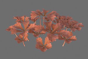 XfrogPlants Rodgersia