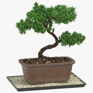 bonsai tree 03 3D