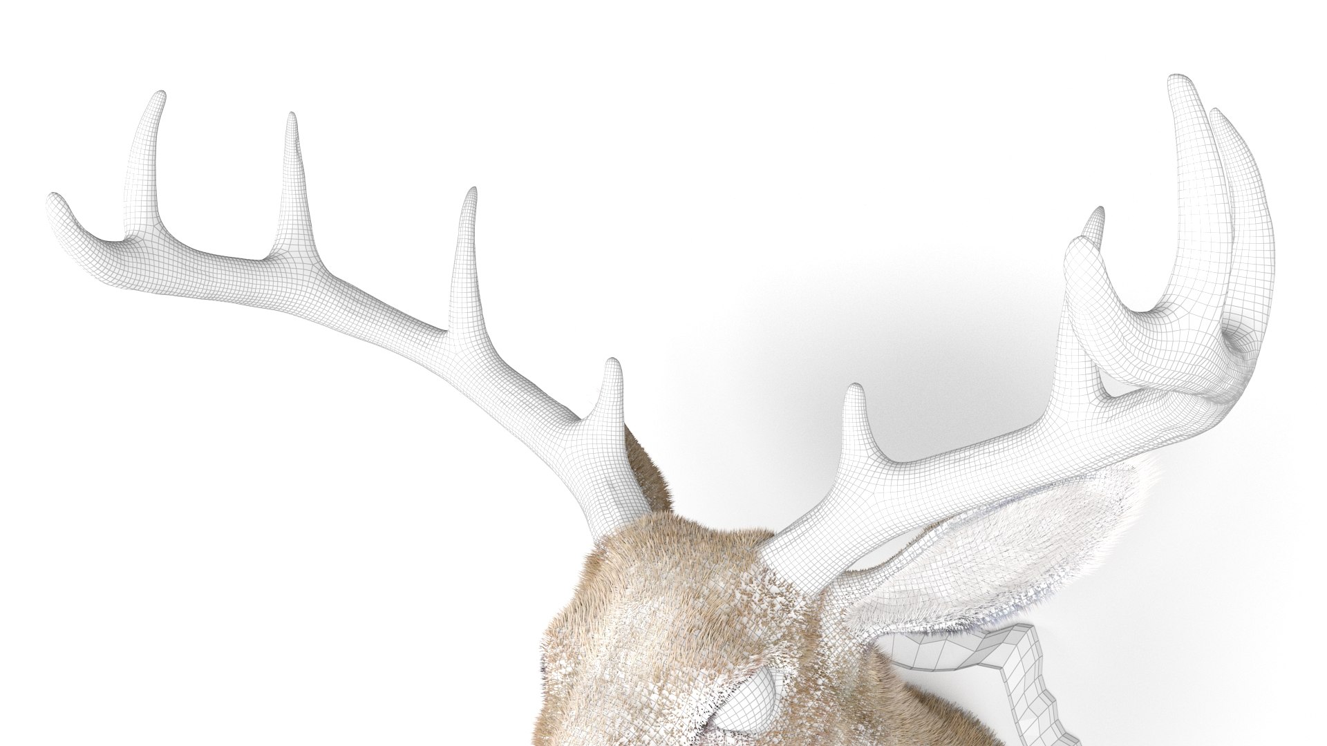 Deer Head Specimen 3D model https://p.turbosquid.com/ts-thumb/F1/XkmZg7/5y/wl2/jpg/1789703181/1920x1080/fit_q87/a239bedab933e599a808ef90120b31a63375e0f4/wl2.jpg