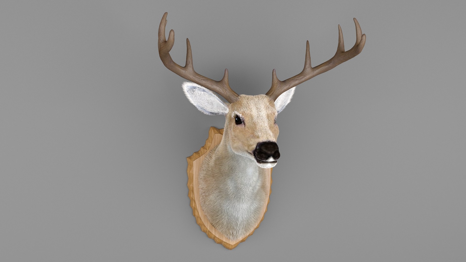 Deer Head Specimen 3D model https://p.turbosquid.com/ts-thumb/F1/XkmZg7/BK/3/jpg/1789703103/1920x1080/fit_q87/a5614adc9380d1d494e90086490e4d5d657f8b44/3.jpg