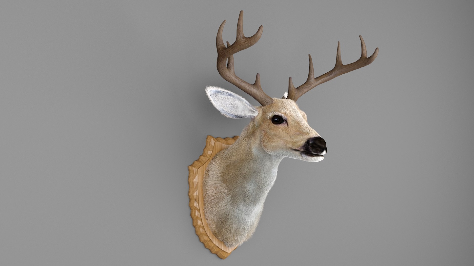 Deer Head Specimen 3D model https://p.turbosquid.com/ts-thumb/F1/XkmZg7/FF/2/jpg/1789703101/1920x1080/fit_q87/6a8913de7e7e3410230e4b8db86138a230c90809/2.jpg