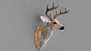 Deer Head Specimen