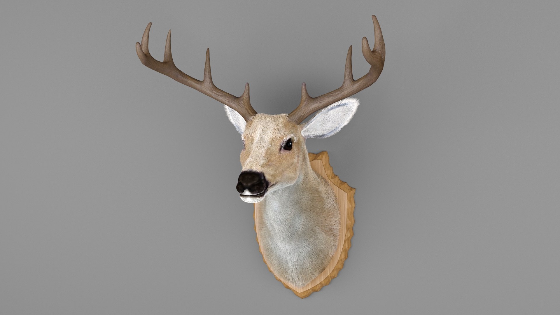Deer Head Specimen 3D model https://p.turbosquid.com/ts-thumb/F1/XkmZg7/ox/5/jpg/1789703105/1920x1080/fit_q87/7afb6c05da43498ff46ce4cb8fe50605c70babcf/5.jpg