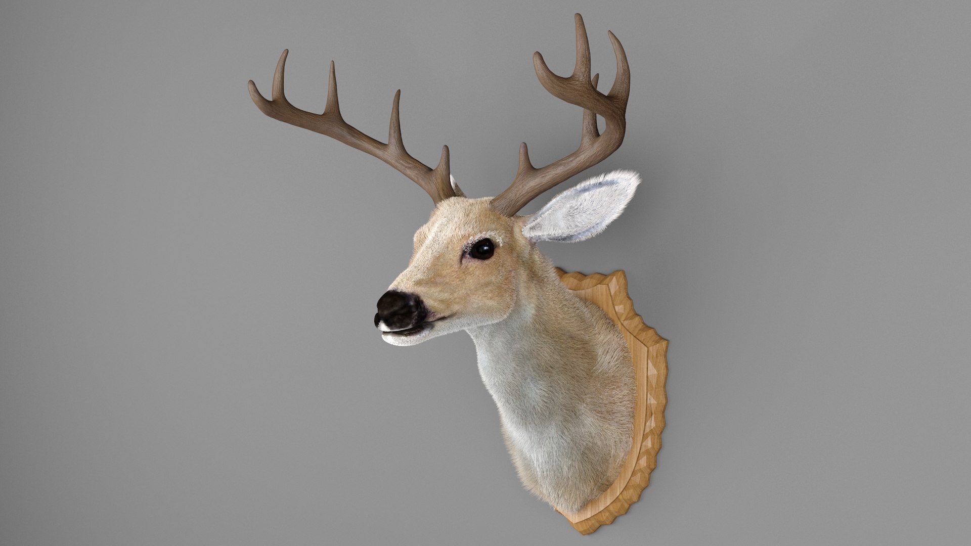 Deer Head Specimen 3D model https://p.turbosquid.com/ts-thumb/F1/XkmZg7/qA/6/jpg/1789703105/1920x1080/fit_q87/d76571d6a5563d888a5ae51c47c94eed193f6320/6.jpg