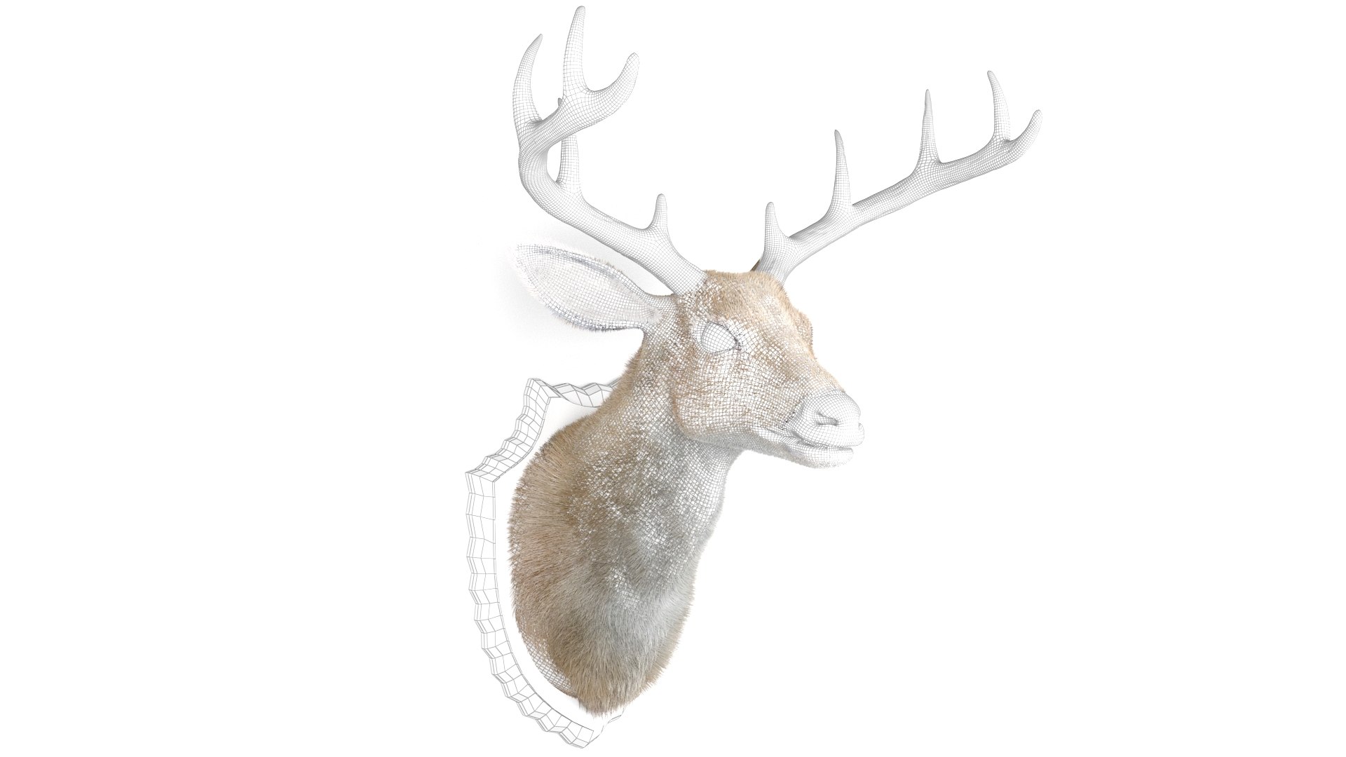 Deer Head Specimen 3D model https://p.turbosquid.com/ts-thumb/F1/XkmZg7/t5/wl1/jpg/1789703180/1920x1080/fit_q87/f94f1bb2dbc9d3c5216d49acebdfc79baf1ad607/wl1.jpg