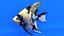 Scalar fish