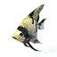 Scalar fish