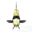 Scalar fish