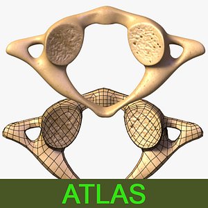 3d model vertebra atlas