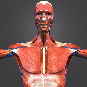 muscles veins skeleton 3D
