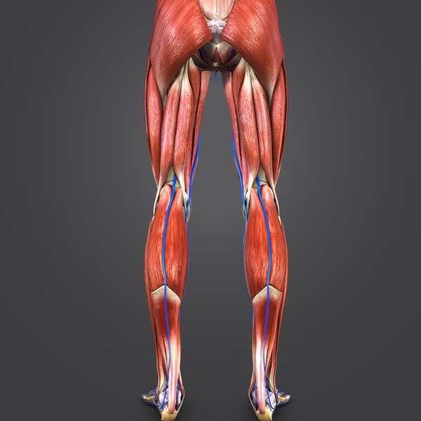 Muscles veins skeleton 3D - TurboSquid 1273621