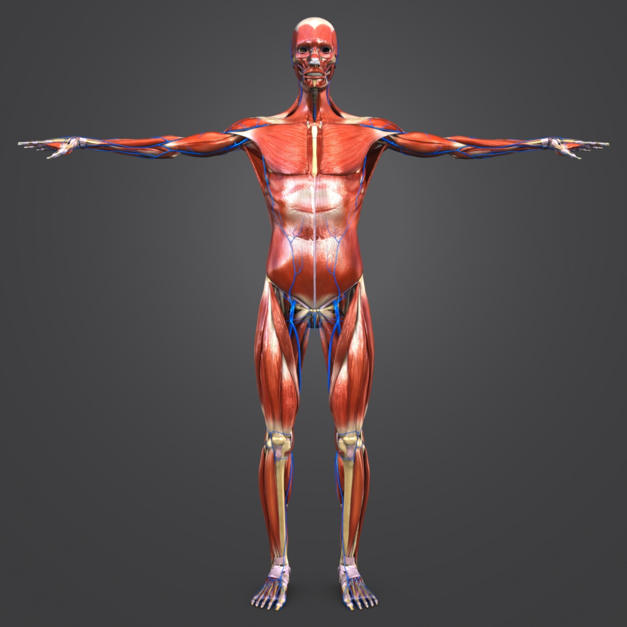 Muscles veins skeleton 3D - TurboSquid 1273621