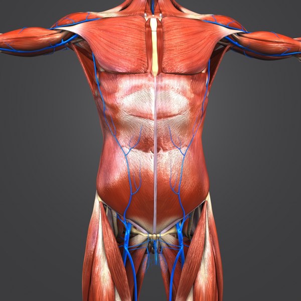 Muscles veins skeleton 3D - TurboSquid 1273621