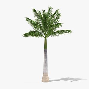 3D roystonea regia palm