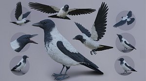 Animated Realistic Hooded Crow