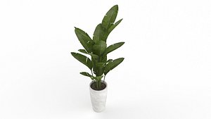 Bird of Paradise plant 3D model