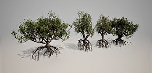 Mangrove 3D Models 3D