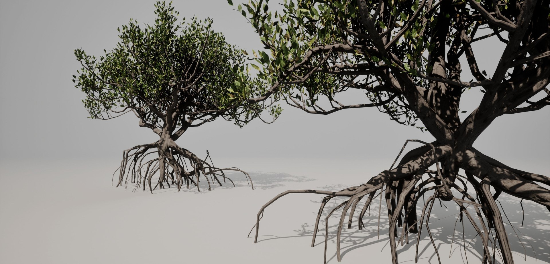 Mangrove 3D Models 3D - TurboSquid 2213031