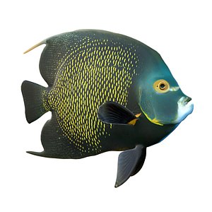 Marine Angelfish Pomacanthidae model