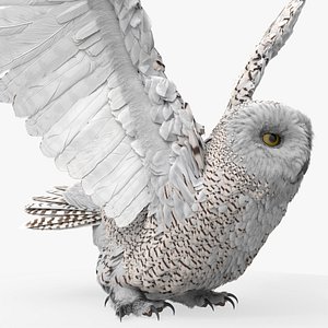 Arctic Snowy Owl Take Off Animated Rigged For Blender