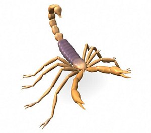 3d scorpion model