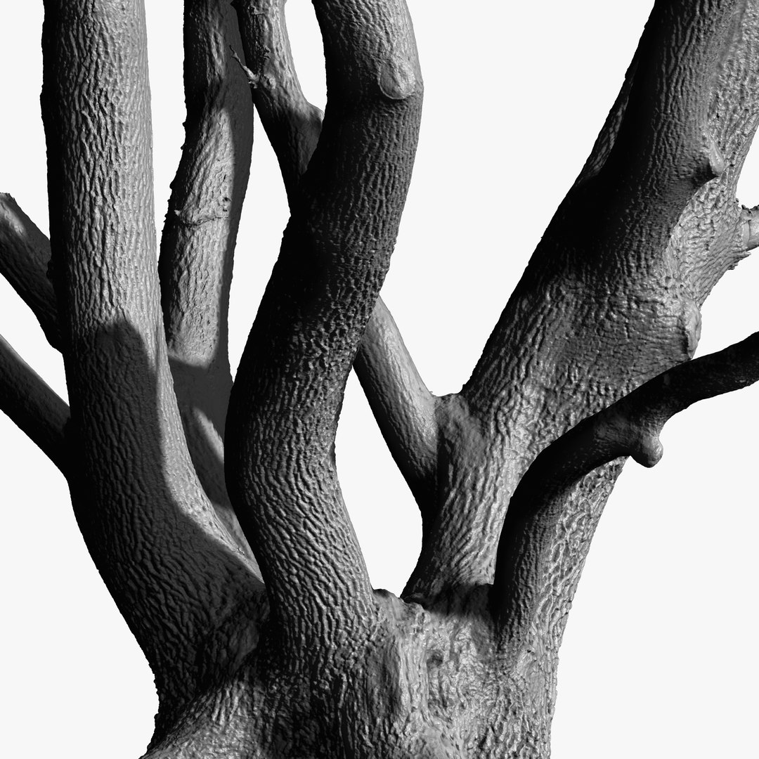 Massive Multi-stem Oak Tree 3D Model 8x4k 4x16k Textures RAW 3D Scan 3D ...