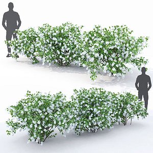 Philadelphus 3D model