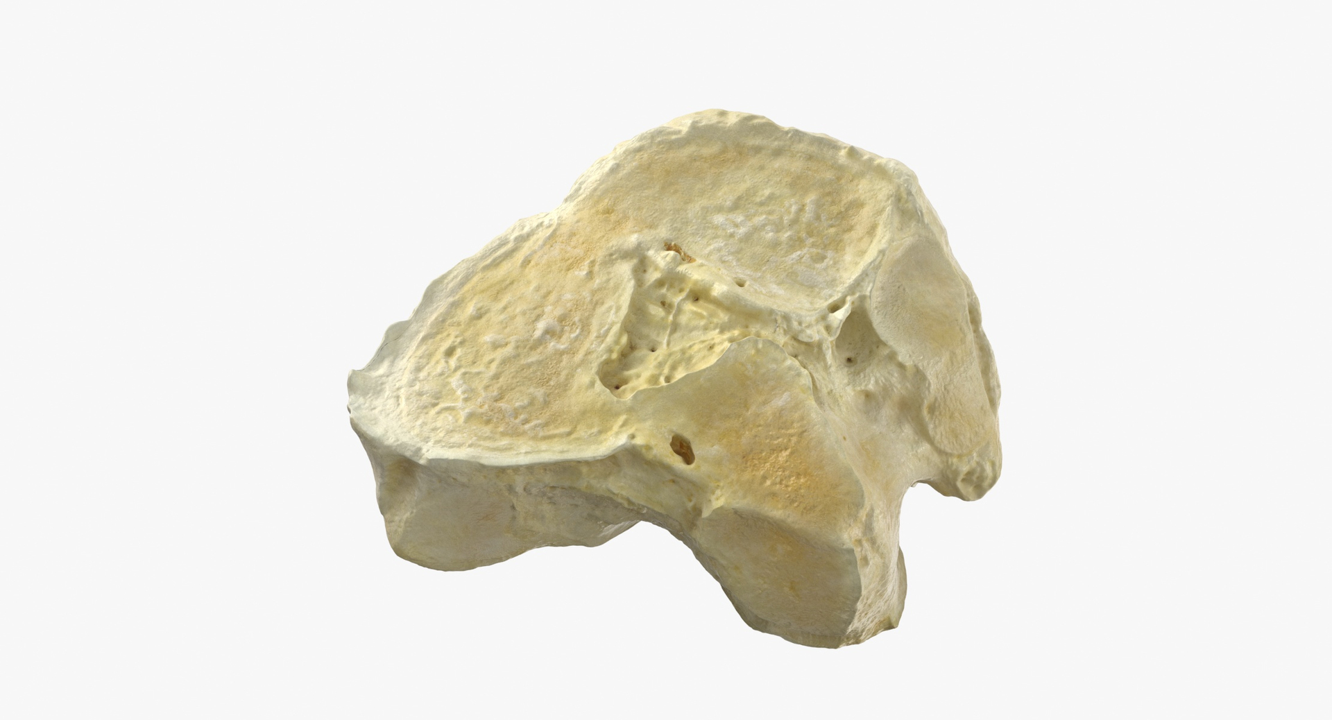 horse equus ferus caballus 3D model https://p.turbosquid.com/ts-thumb/F2/dxVSkF/9ezZYpxr/0000/jpg/1594904015/1920x1080/turn_fit_q99/f3f588bc9a03e4c32c51bae8b72f9a70dd3fb2a7/0000-1.jpg