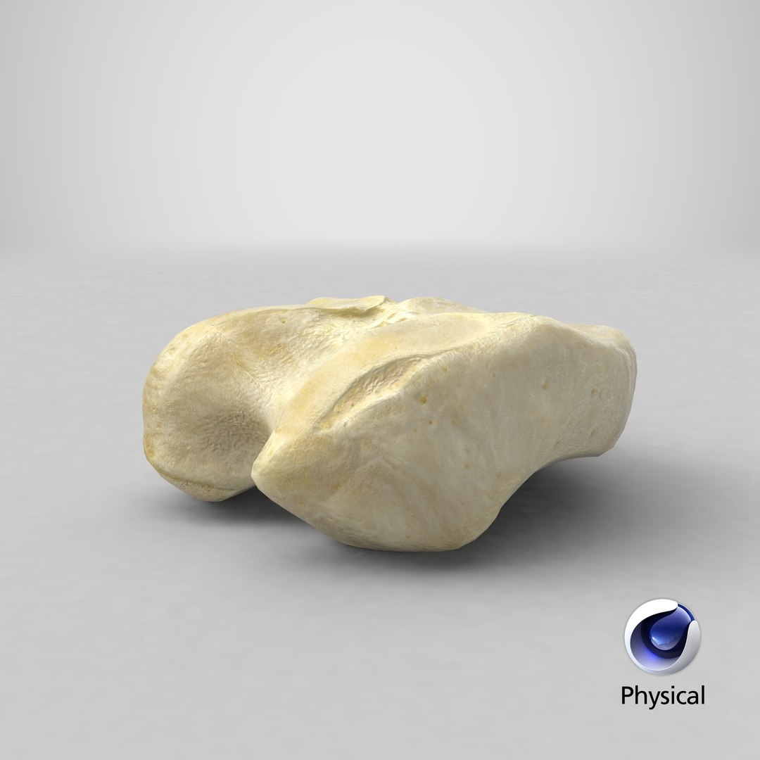horse equus ferus caballus 3D model https://p.turbosquid.com/ts-thumb/F2/dxVSkF/JpIWUryN/stemcell_cinema_4d_physical_render/png/1603181327/1920x1080/fit_q87/038e4a0a3af7c8dc399dc67976096a3482264f7b/stemcell_cinema_4d_physical_render.jpg