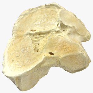 Real Horse Equus Ferus Caballus Central Tarsal Bone 01