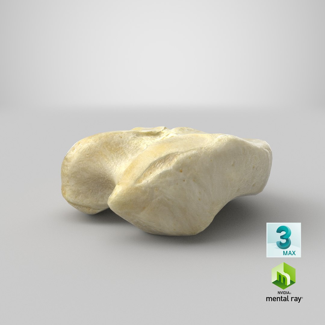 horse equus ferus caballus 3D model https://p.turbosquid.com/ts-thumb/F2/dxVSkF/bSXWvaBX/stemcell_max_mental_ray_render/png/1603181337/1920x1080/fit_q87/e7224451aefacce95d5fc40311546f90de78016a/stemcell_max_mental_ray_render.jpg